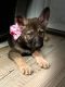 German Shepherd Puppies for sale in Nacogdoches, TX 75965, USA. price: $800