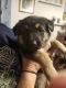 German Shepherd Puppies for sale in Medford, OR, USA. price: $800