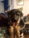 German Shepherd Puppies for sale in Medford, OR, USA. price: $700