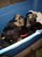 German Shepherd Puppies for sale in Meherrin, VA 23954, USA. price: NA