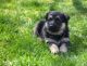 German Shepherd Puppies for sale in Calgary, AB, Canada. price: $650