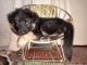 German Shepherd Puppies for sale in Triveni Nagar, Lucknow, Uttar Pradesh 226020, India. price: 10000 INR