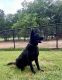 German Shepherd Puppies for sale in Conroe, TX, USA. price: $1,200