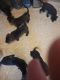 German Shepherd Puppies for sale in Bellefontaine, OH 43311, USA. price: $100