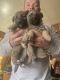 German Shepherd Puppies for sale in Bloomington, IN, USA. price: NA
