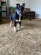 German Shepherd Puppies for sale in Ohio County, KY, USA. price: $900