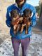 German Shepherd Puppies for sale in Ranwa, Rajasthan, India. price: 10000 INR