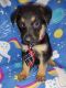 German Shepherd Puppies for sale in Elkhart, IN, USA. price: NA
