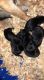 German Shepherd Puppies for sale in Alexander City, AL, USA. price: $1,000