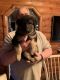 German Shepherd Puppies for sale in Marion, IL 62959, USA. price: $550