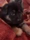 German Shepherd Puppies for sale in Ainsworth, NE 69210, USA. price: NA