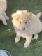 German Shepherd Puppies for sale in 7344 Tranquil Dr, Tujunga, CA 91042, USA. price: NA