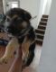 German Shepherd Puppies for sale in Palmdale, CA, USA. price: $800