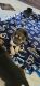 German Shepherd Puppies for sale in Adelanto, CA, USA. price: $100