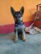 German Shepherd Puppies for sale in Kujang, Odisha 754141, India. price: 16000 INR