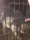 German Shepherd Puppies for sale in Reynoldsburg, OH 43068, USA. price: $600