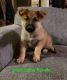 German Shepherd Puppies for sale in Catonsville, MD 21228, USA. price: $500