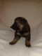 German Shepherd Puppies for sale in Columbiana, OH 44408, USA. price: NA