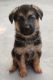 German Shepherd Puppies for sale in Meerut, Uttar Pradesh, India. price: 15000 INR