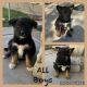 German Shepherd Puppies for sale in Fontana, CA, USA. price: $500