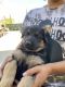 German Shepherd Puppies for sale in Ontario, CA, USA. price: $300