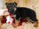 German Shepherd Puppies for sale in Hammond, IN, USA. price: NA