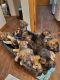 German Shepherd Puppies for sale in Burrton, KS 67020, USA. price: $350