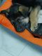 German Shepherd Puppies for sale in Dhamawala Mohalla, Paltan Bazaar, Dehradun, Uttarakhand 248001, India. price: 248001 INR