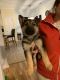German Shepherd Puppies for sale in Graham, NC, USA. price: NA