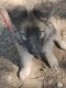 German Shepherd Puppies for sale in Chhindwara, Madhya Pradesh 480001, India. price: NA