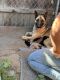 German Shepherd Puppies for sale in Bloomington, CA 92316, USA. price: NA