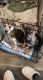 German Shepherd Puppies for sale in Burien, WA, USA. price: NA