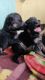 German Shepherd Puppies for sale in Gaya, Bihar, India. price: 15000 INR