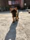 German Shepherd Puppies for sale in Delhi, India. price: 11000 INR