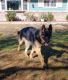 German Shepherd Puppies for sale in Temecula, CA, USA. price: $5,001,800