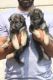 German Shepherd Puppies for sale in Mumbai, Maharashtra, India. price: 23000 INR