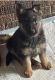 German Shepherd Puppies for sale in Creve Coeur, IL, USA. price: NA