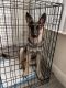 German Shepherd Puppies for sale in Sunrise, FL, USA. price: $1,800