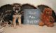 German Shepherd Puppies for sale in Hastings, NE, USA. price: $1,000