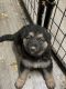 German Shepherd Puppies for sale in Rising Sun, IN 47040, USA. price: NA