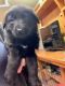 German Shepherd Puppies for sale in Spartanburg, SC, USA. price: $850