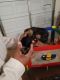German Shepherd Puppies for sale in 6 Ann Cir, Cartersville, GA 30121, USA. price: NA