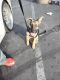 German Shepherd Puppies for sale in Pacoima, Los Angeles, CA, USA. price: $400