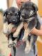 German Shepherd Puppies for sale in Rio Grande City, TX 78582, USA. price: $300