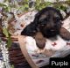 German Shepherd Puppies for sale in The West End, Richmond, VA, USA. price: $1,300