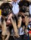 German Shepherd Puppies for sale in Lexington, MI 48450, USA. price: NA