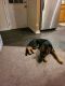 German Shepherd Puppies for sale in Uniontown, OH 44685, USA. price: $500