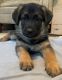 German Shepherd Puppies for sale in Grand Rapids, MI, USA. price: $1,100