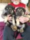 German Shepherd Puppies for sale in Tuscaloosa County, AL, USA. price: NA