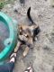 German Shepherd Puppies for sale in Tallahassee, FL, USA. price: $600